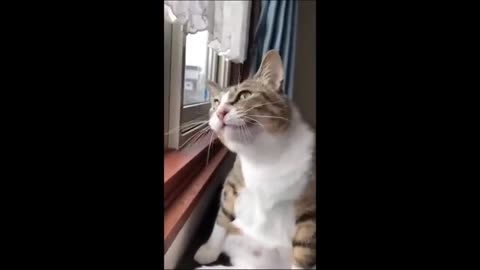 Furry fails