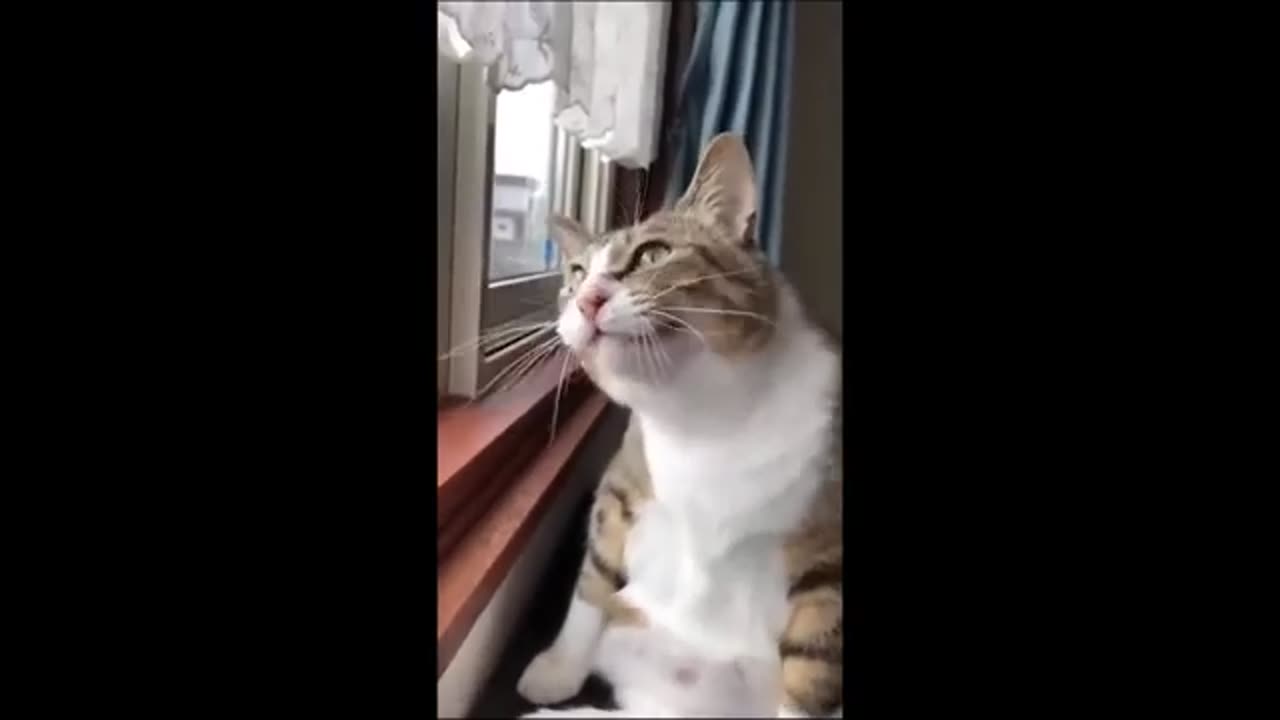 Furry fails
