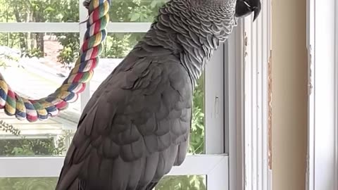 Parrot Says “OMG, Look at Her!” 🦜👀 Drama Queen Bird! 😂