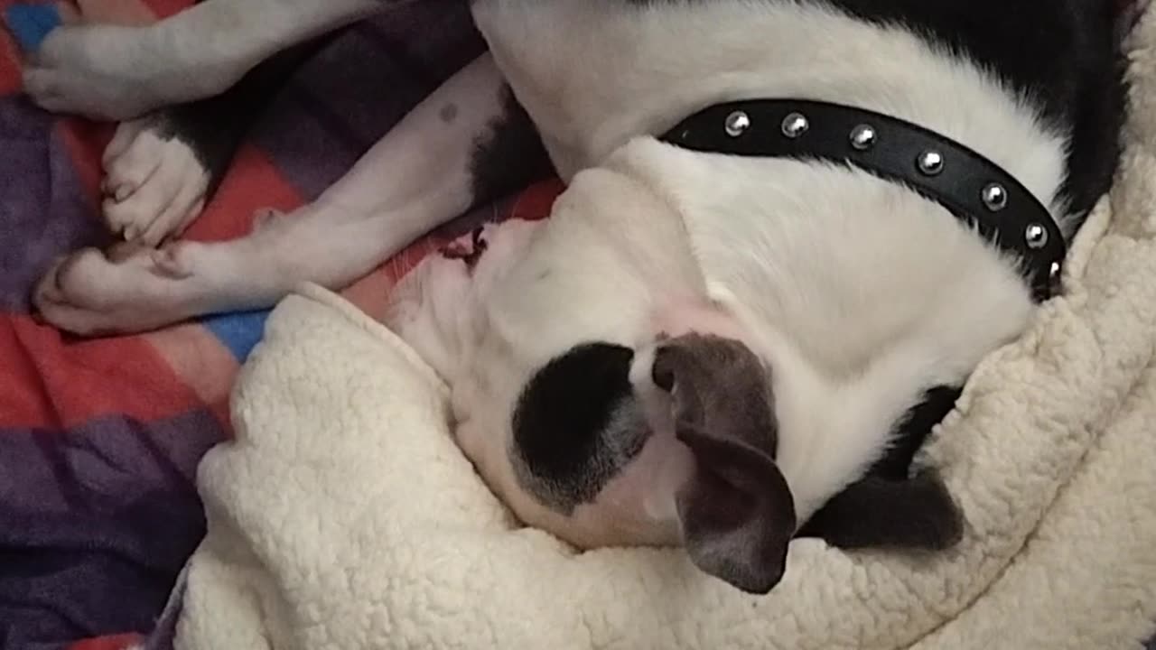 West Dallas 214-Korby, snores like a Elephant.