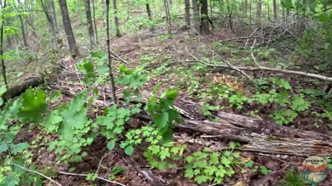 DO NOT REPEAT THIS HIKE, North Country Trail HIKE100 | Hike POV, ASMR