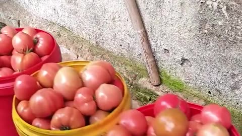 Check out this tiny train of tomatoes!.hd