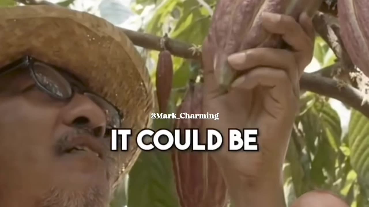 Olala chocola. Stemmcells