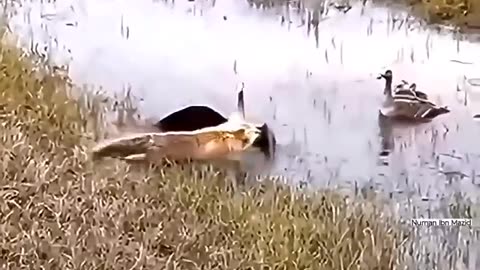 In the wild, leadership is instinctive