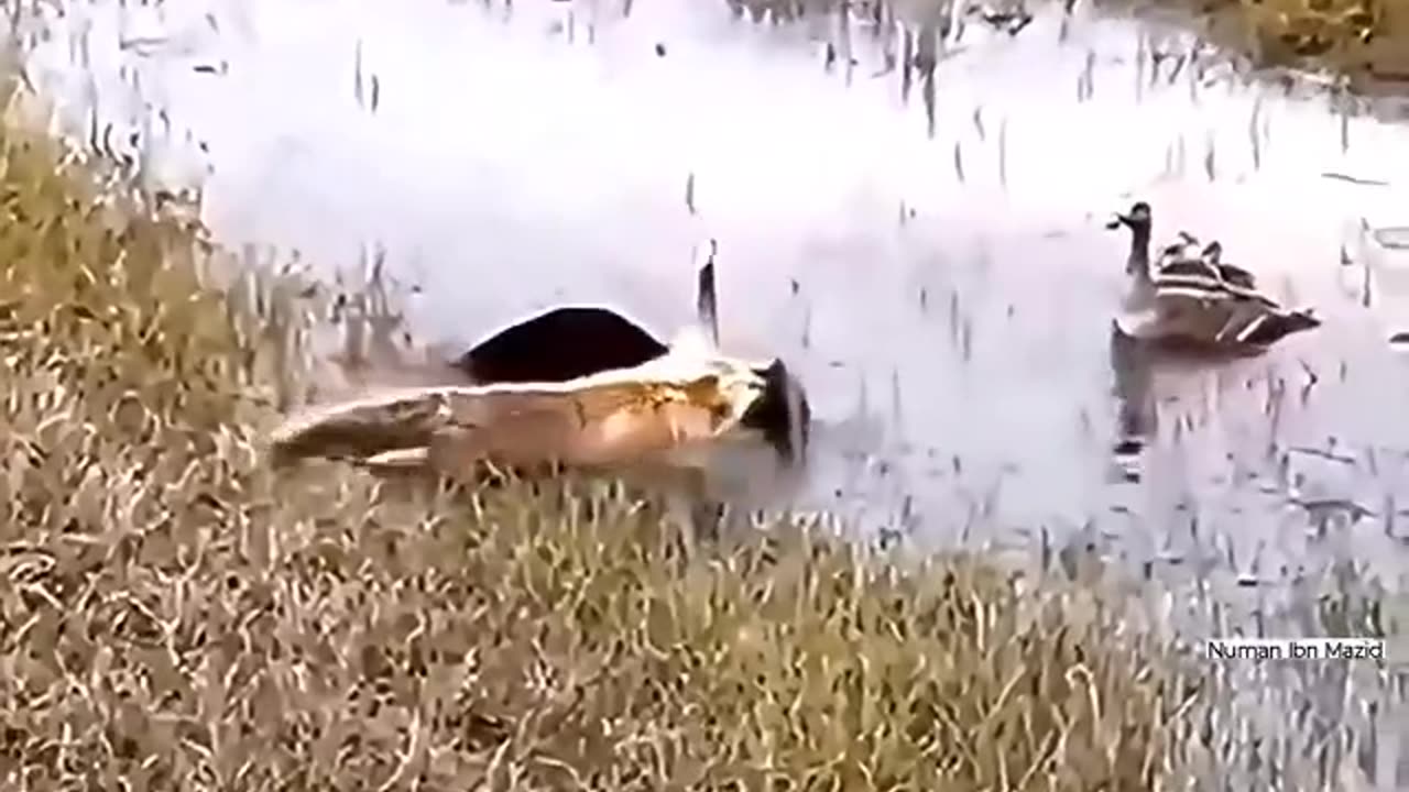 In the wild, leadership is instinctive