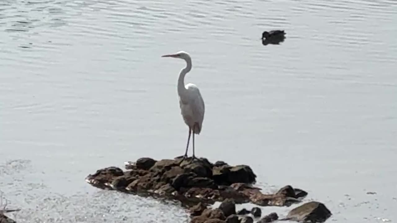 bird.