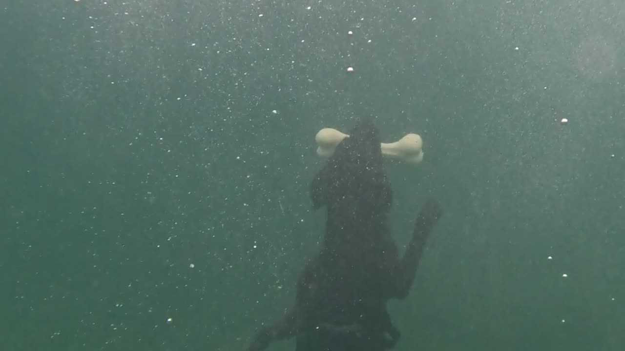 Dog Dives Deep Underwater to Fetch Bone