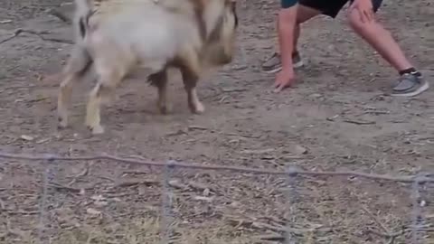 Headbutts Before Dinner! 🥊🐐😂