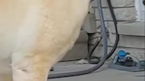 Bull Terrier Mom Protects Puppies_ Fierce Love on Display!