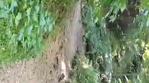 Shia, Video recorded 1 to 2 PM July, 19 '25 by Alyssa Ledges Trail at Cuyahoga Valley National Park.