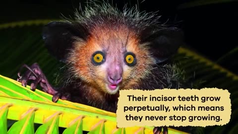 Weird Animals for Kids | Discover 3 Amazing and Odd Creatures!