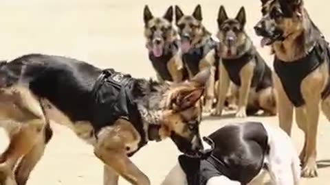 Young Brave German Shepard, 1st Day at Training Camp !