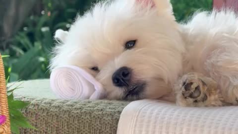blossom in nature 🐶