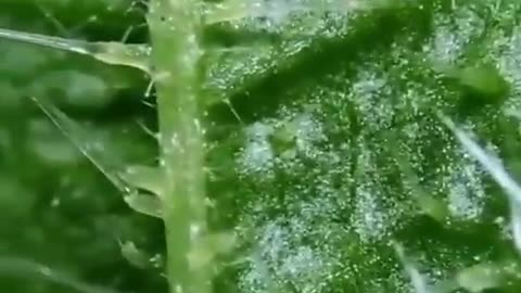 STINGING NETTLE