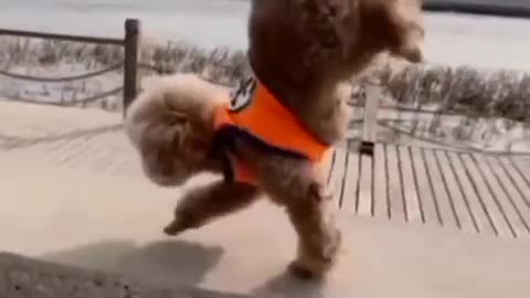 Super Actor Funny Pets #Funnypets #Viral #Shorts