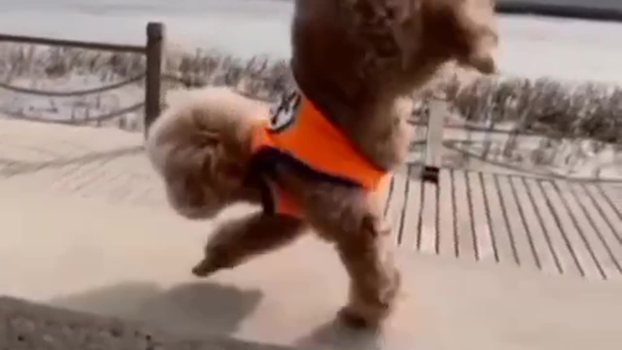 Super Actor Funny Pets #Funnypets #Viral #Shorts