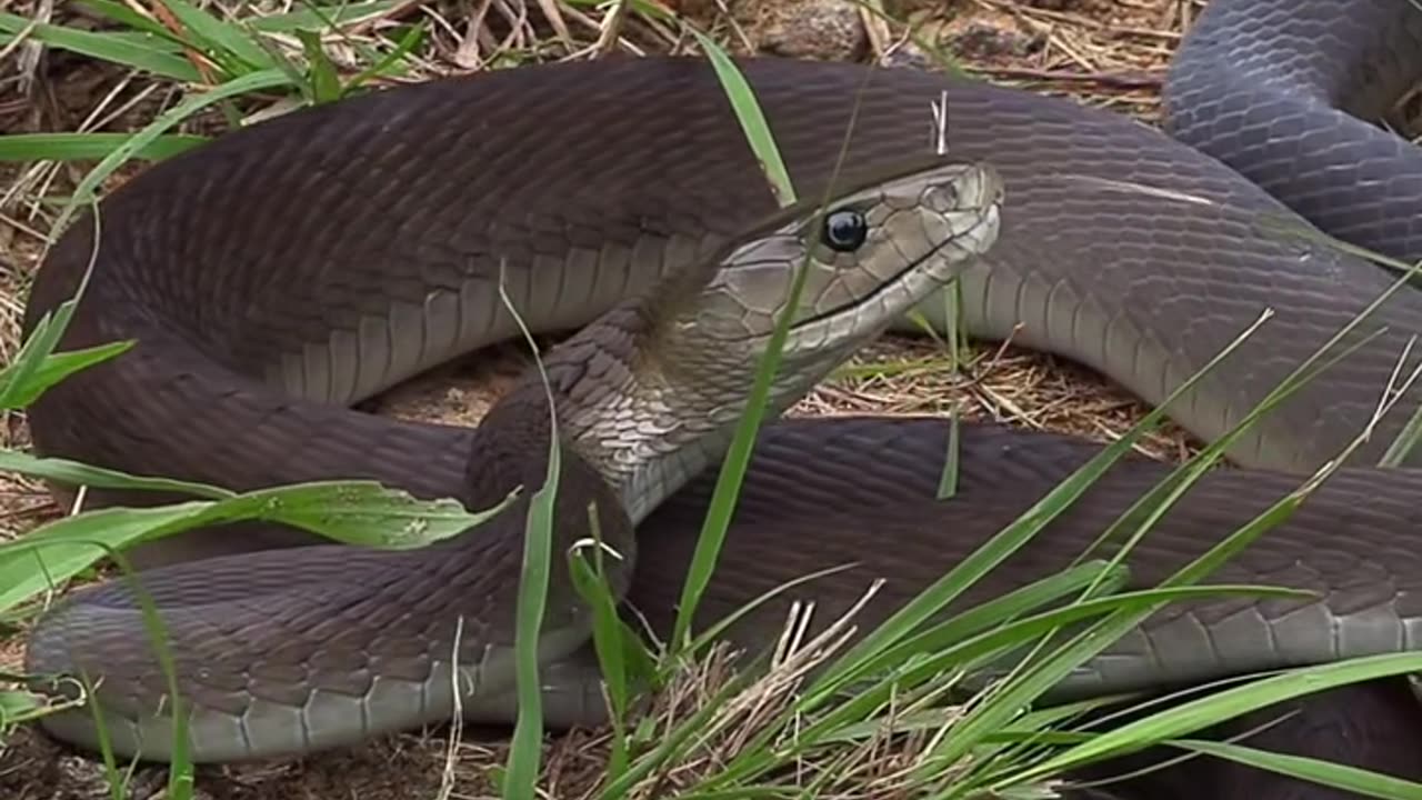 Many people fear Black Mambas & consider them aggressive and angry! But is the reputation of this snake deserved? It is not!