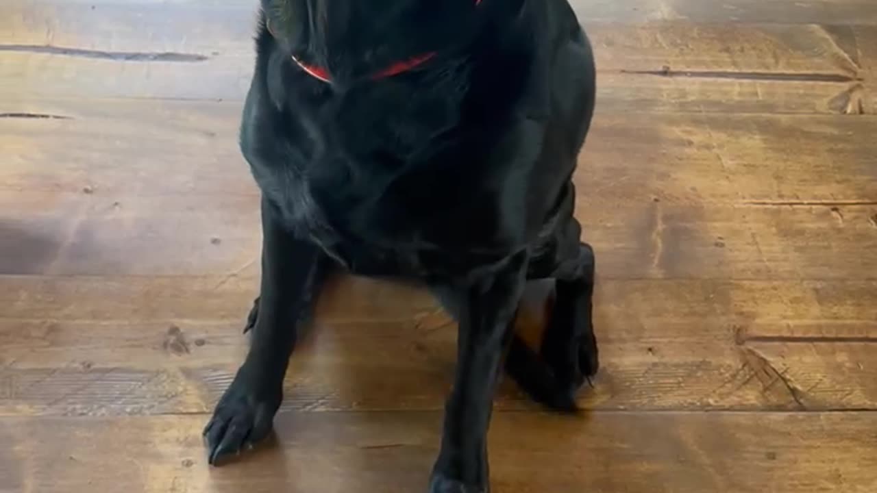 Birdy Feels a Little Guilty