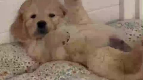 Funny golden retriever puppy