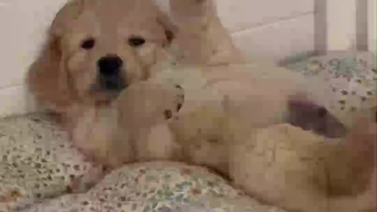 Funny golden retriever puppy