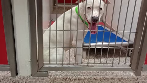 Zoomer 11mos A874528 kennel 116 PACC shelter found guy's ok by me, only wants doggie walk20250806759