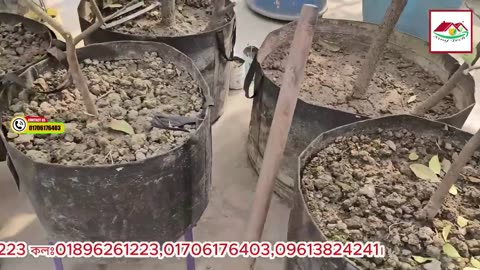 Geo Grow Bag Gardening Guide | কোন গাছ লাগাবেন সহজে? 🌿 ছাদবাগানে নতুনদের জন্য টিপস!