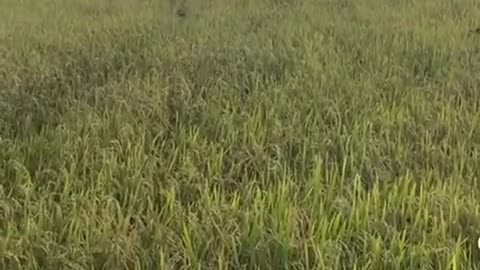 🤣🐕🤸 Dogs or Kangaroos? You Decide! | FunFM