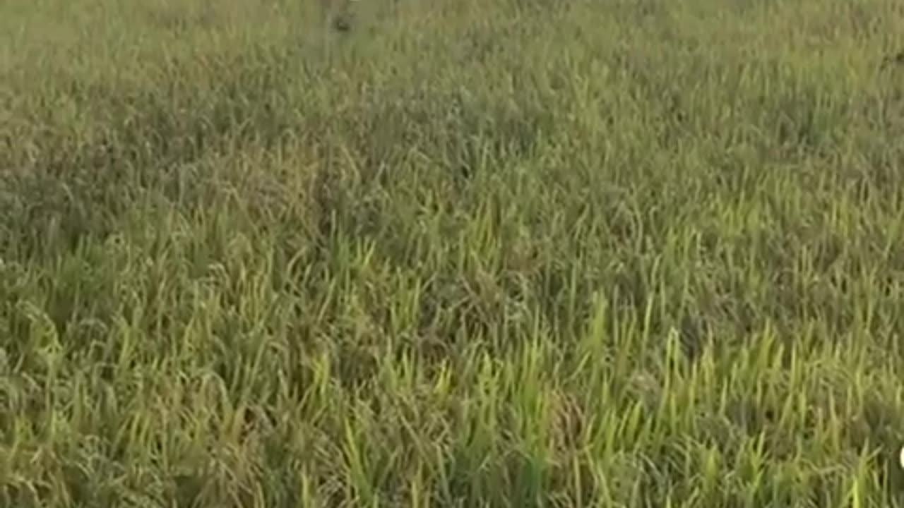 🤣🐕🤸 Dogs or Kangaroos? You Decide! | FunFM