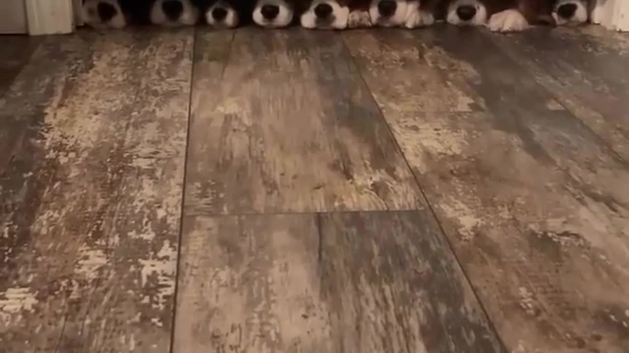 🤣🐶 All Those Noses Are Too Much! | FunFM