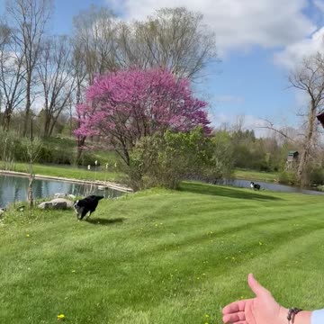 Make Pets Great Again! 🐶🐱