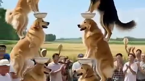 Breaking: Dogs new Funny video #funny #funnyanimals #cute #entertaininganimals #