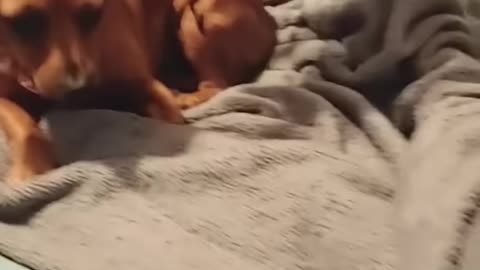 Dog sleeping and being scared