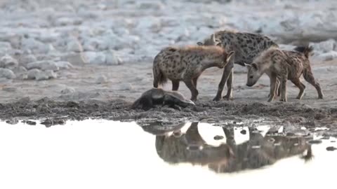 Hyenas & Safari