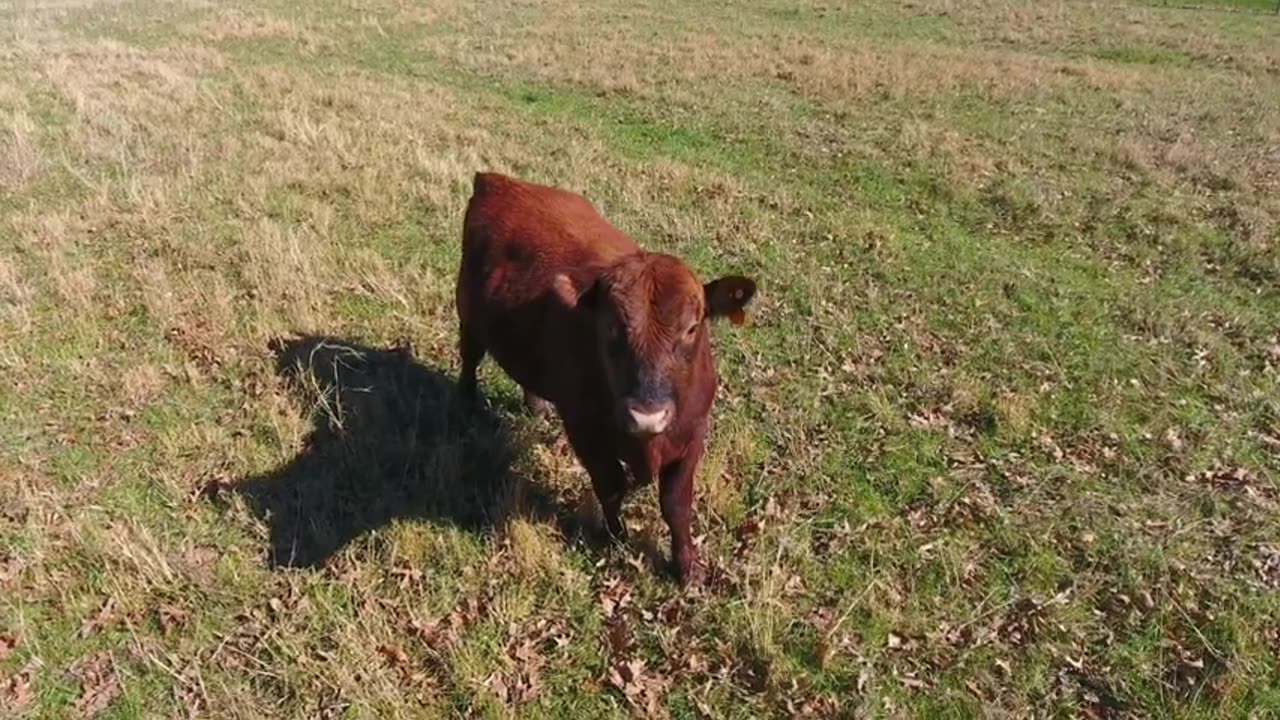 The Third Temple ---Trey Smith