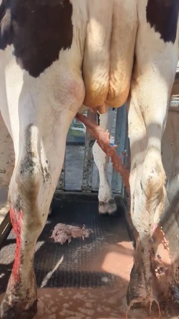 This man saved the cow from a huge abscess