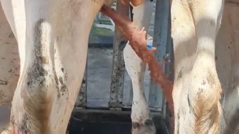 This man saved the cow from a huge abscess