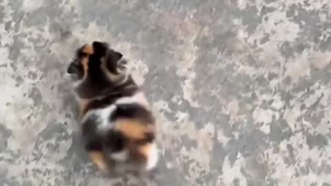 Cat walk 😊