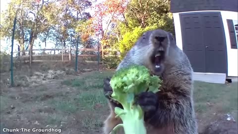 Title: Funniest Animal Videos Ever (Part 1)