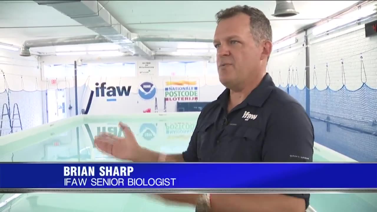 INVESTIGATING DOLPHIN STRANDING