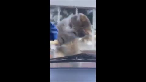 Funny animal video
