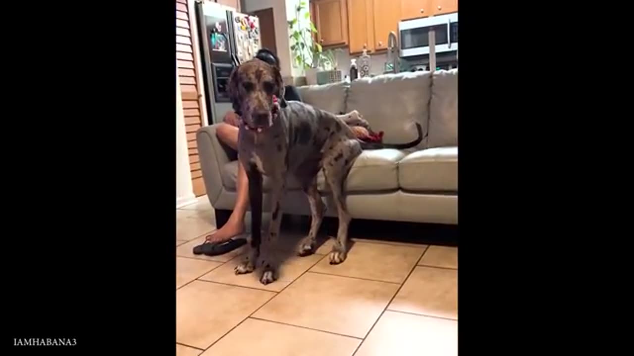 When 100-Pounds Dog Insists He’s Still A Puppy 🤣
