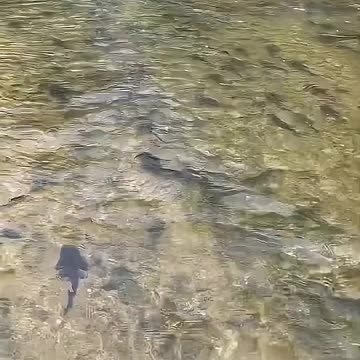 INDIAN FISH ARE JUST LIKE THEIR HUMANS: They feed on waste, over reproduce & wipe out native species