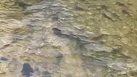 INDIAN FISH ARE JUST LIKE THEIR HUMANS: They feed on waste, over reproduce & wipe out native species