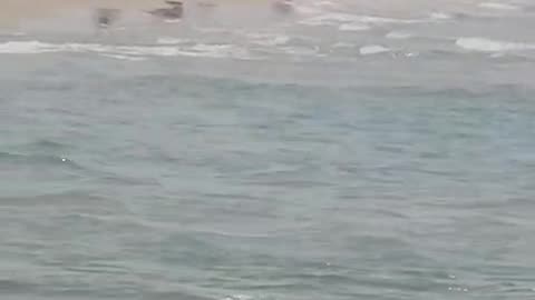 Initial: Findings that apparently belong to the missing diver have been located.