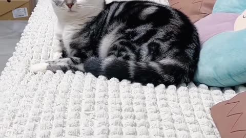 Funny 😄 cat 🐈 video