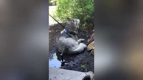 Pet Shenanigans: The Adventures of Mischief Makers!