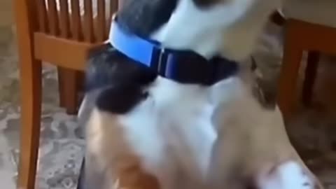 Funny videos