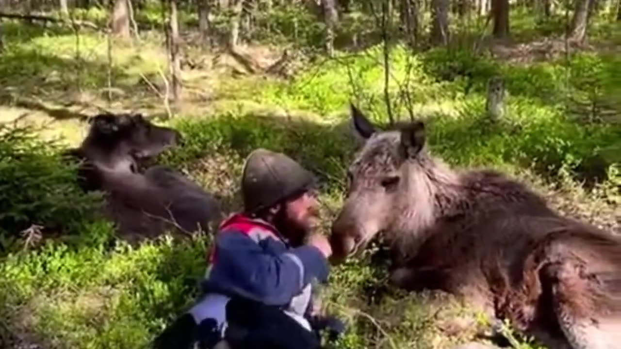 The owner of the forest