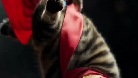 Superhero Cat Can’t Fly