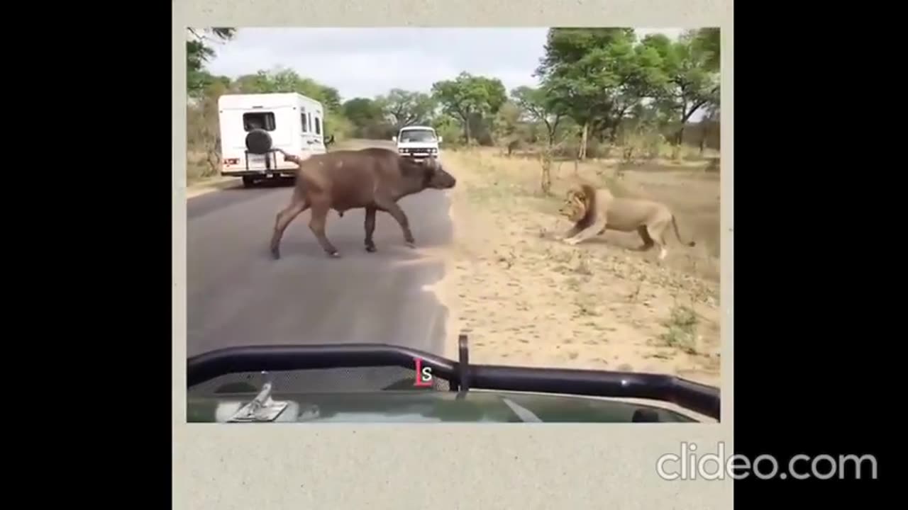 Meet Titan, the worlds largest dog